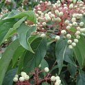 Cornus amomum fruit P1D P2C (2)